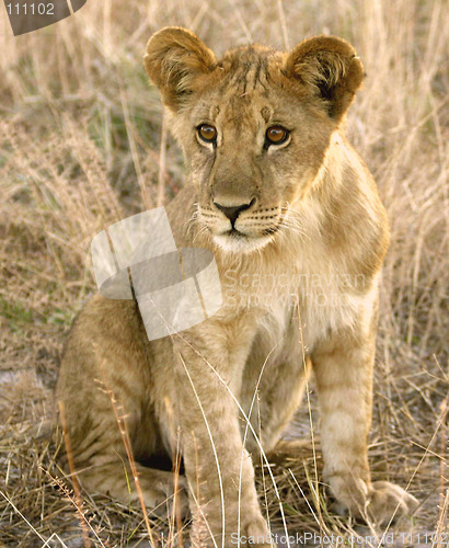 Image of cute lion cub