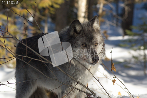 Image of Gray Wolf_5_043