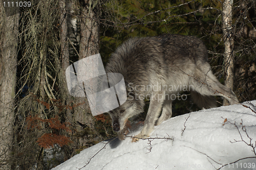 Image of Gray Wolf_5_080