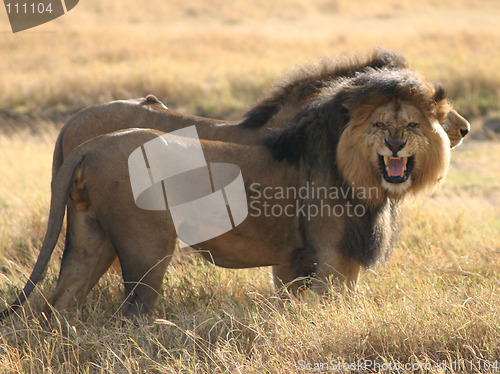 Image of In Ngorongoro Crater