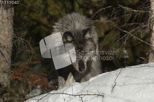 Image of Gray Wolf_5_087