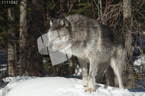 Image of Gray Wolf_5_144