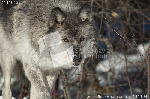 Image of Gray Wolf_5_153