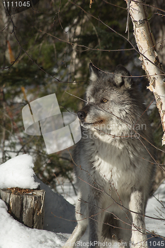 Image of Gray Wolf_5_180
