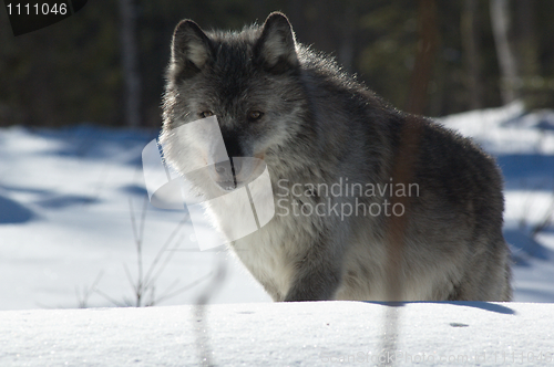 Image of Gray Wolf_5_187