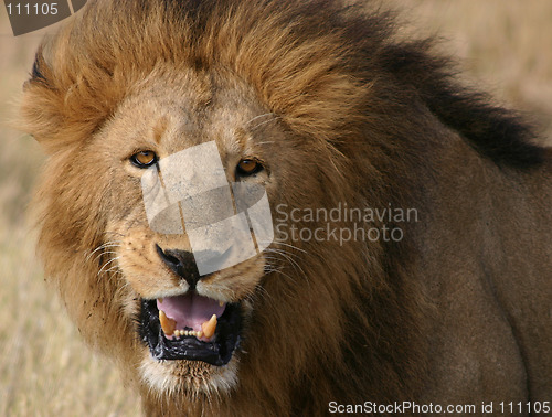 Image of Male Lion