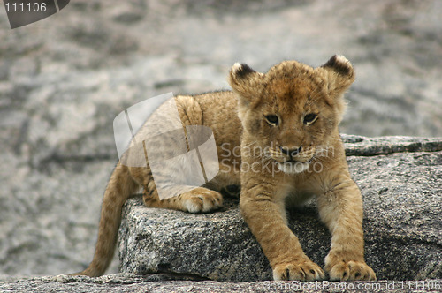 Image of Resting on kopje