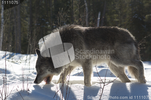 Image of Gray Wolf_5_193