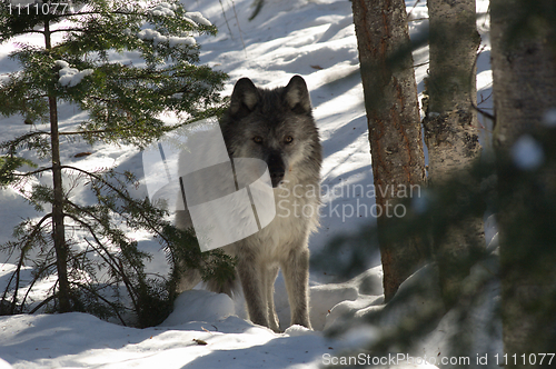 Image of Gray Wolf_5_213