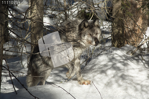 Image of Gray Wolf_5_234