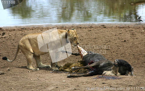 Image of Serengeti kill