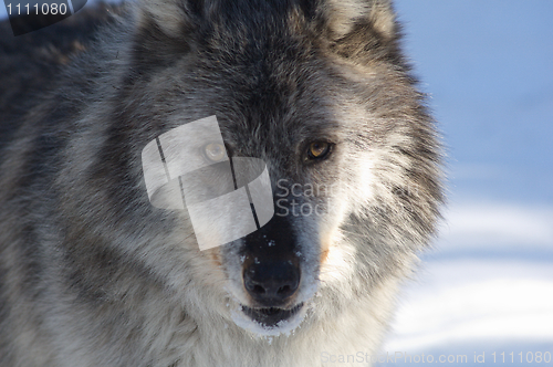 Image of Gray Wolf_5_239