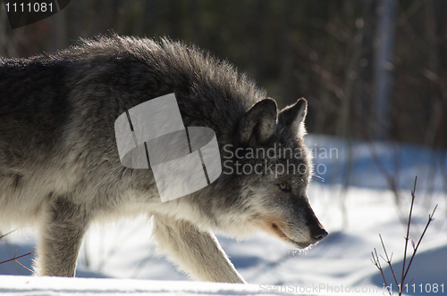 Image of Gray Wolf_5_250