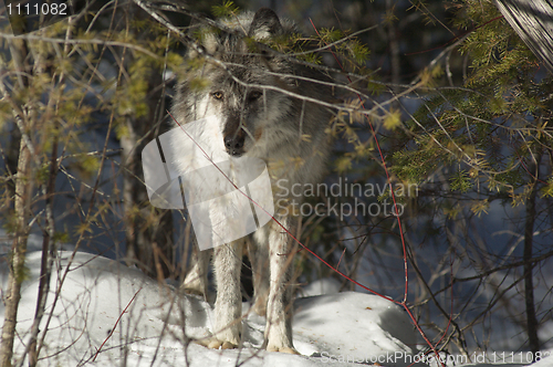 Image of Gray Wolf_5_261