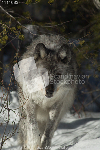 Image of Gray Wolf_5_263