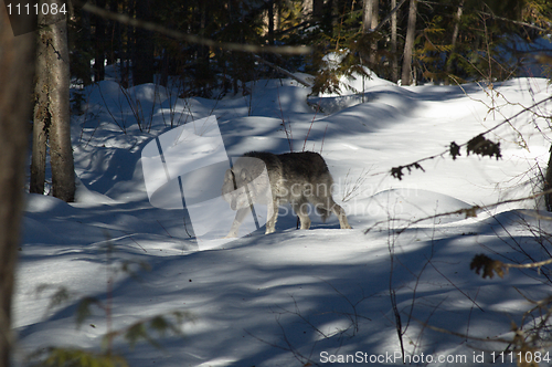 Image of Gray Wolf_5_267