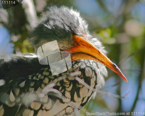 Image of Hornbill