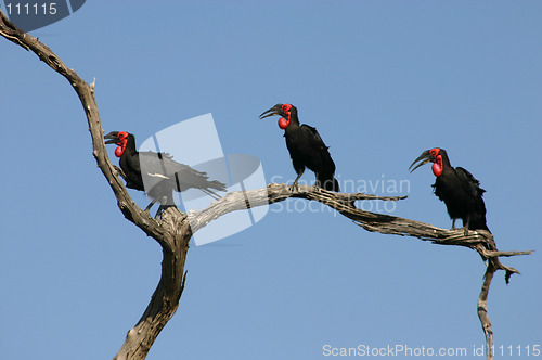 Image of Ground Hornbills