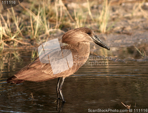 Image of Hamerkop