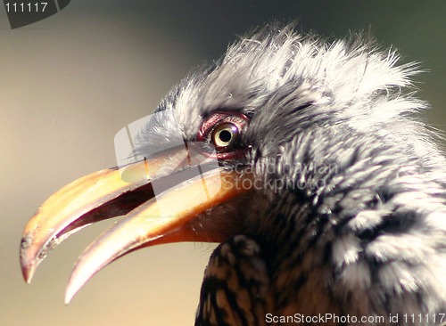 Image of Southern yellow-billed Hornbill