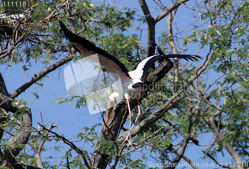 Image of Yellow-billed Stork