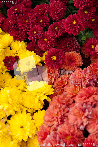 Image of Colorful Chrysanthemums