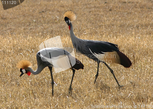 Image of Crowned Cranes