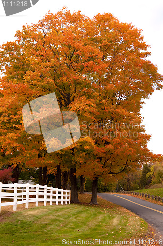 Image of Vibrant Fall Foliage Maple Tree