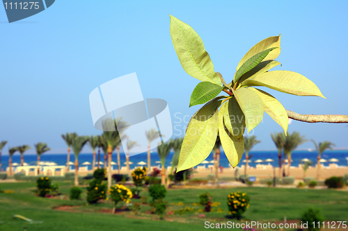Image of branch with leaves on beach