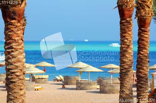 Image of tropical beach between palm trees