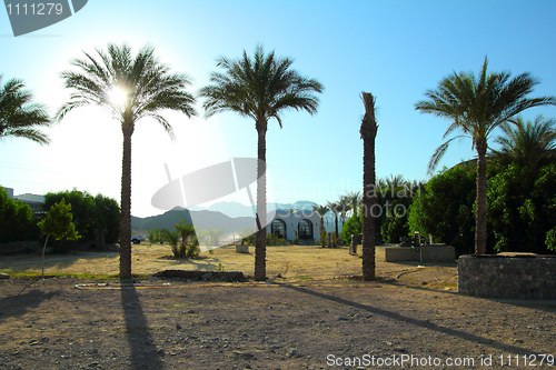 Image of palm trees in desert in egypt