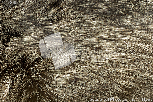 Image of Polar Fox fur. Useful as background