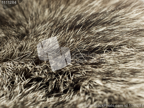 Image of Polar Fox fur, useful as background