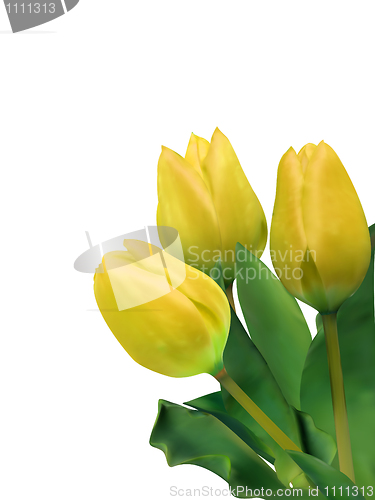 Image of bright yellow tulips isolated on white. EPS 8