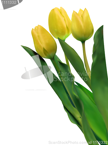 Image of Bright yellow tulips isolated on white. EPS 8