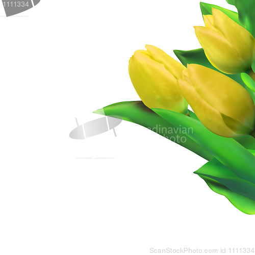 Image of Bright yellow tulips isolated on white. EPS 8