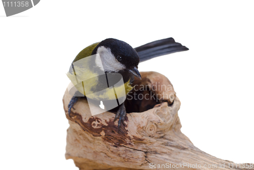 Image of Great Tit, Parus Major