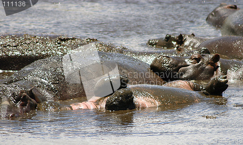 Image of Rolling hippos