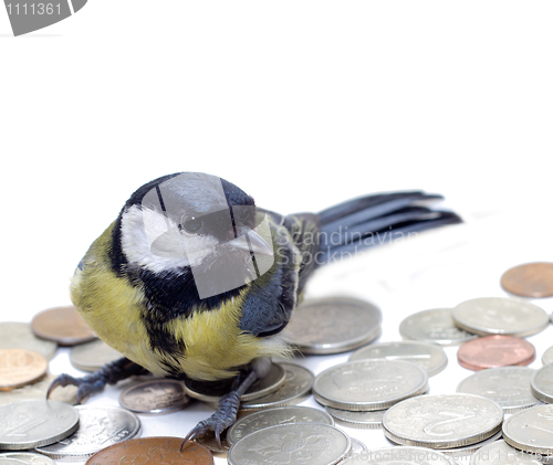 Image of Great Tit, Parus Major