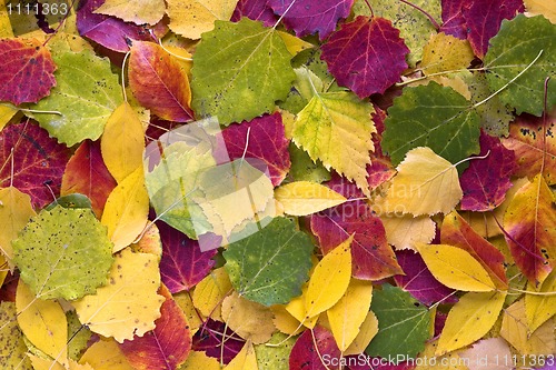 Image of autumn leaves as texture