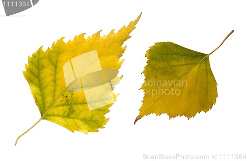 Image of  two autumn leaves