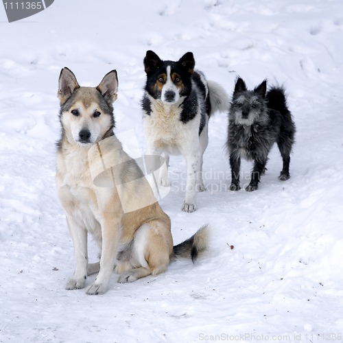 Image of Three dogs