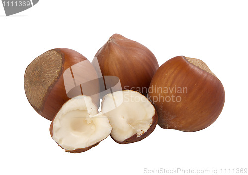 Image of hazelnuts, whole and unshelled