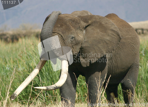 Image of Big Tusker, Ngorongoro
