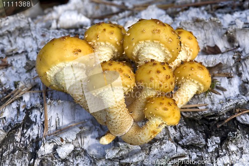 Image of group of mushrooms (Pholiota aurivella ), on the birch trunk.