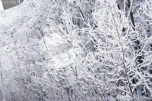 Image of trees in the snow