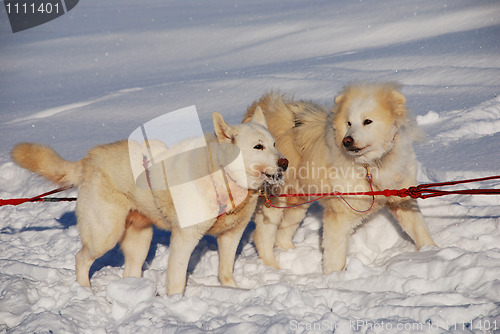 Image of two siberian huskies