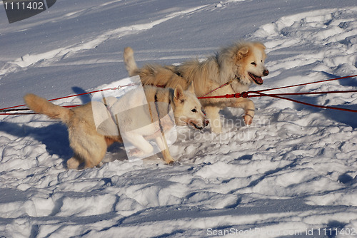 Image of two siberian huskies