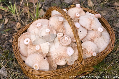 Image of  basket, full of mushrooms( Lactarius torminosus)
