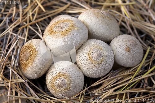 Image of group of mushrooms (Lycoperdon umbrinum).